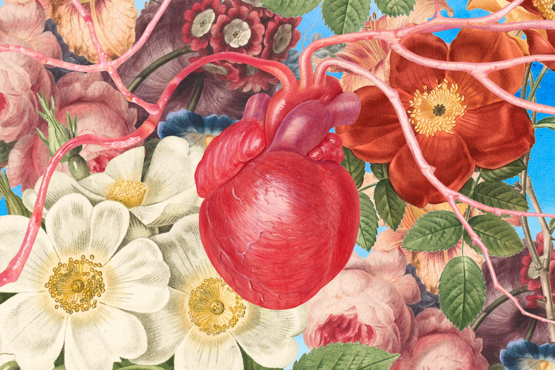 Ett collage av gamla botaniska målningar och ett anatomiskt hjärta vars vener och artärer förgrenar sig på bilden.